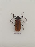 藏品(蓬萊巨顎天牛)的圖片